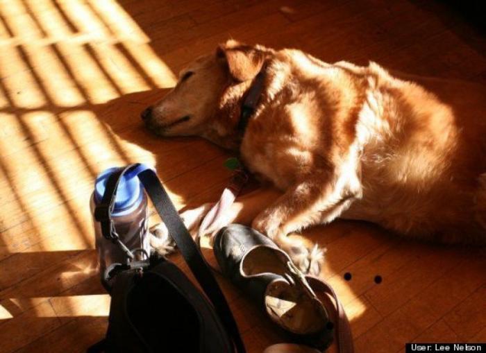 ¿Qué hacen un tigre o un león si les dejas una caja de cartón? El mejor vídeo de bichinos de la semana (VÍDEO)