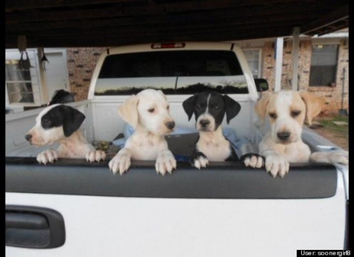 ¿Qué hacen un tigre o un león si les dejas una caja de cartón? El mejor vídeo de bichinos de la semana (VÍDEO)