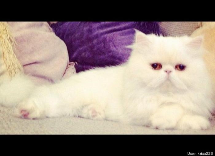 ¿Qué hacen un tigre o un león si les dejas una caja de cartón? El mejor vídeo de bichinos de la semana (VÍDEO)