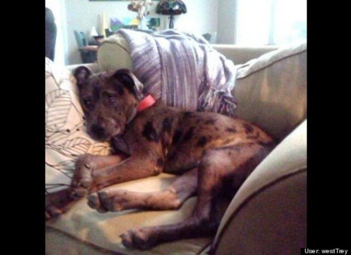 ¿Qué hacen un tigre o un león si les dejas una caja de cartón? El mejor vídeo de bichinos de la semana (VÍDEO)