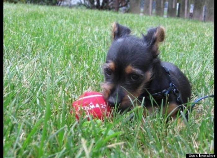 ¿Qué hacen un tigre o un león si les dejas una caja de cartón? El mejor vídeo de bichinos de la semana (VÍDEO)