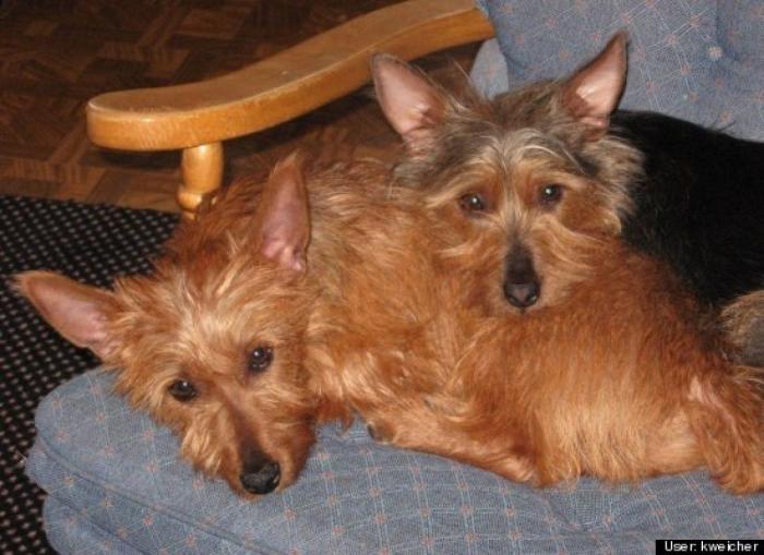 ¿Qué hacen un tigre o un león si les dejas una caja de cartón? El mejor vídeo de bichinos de la semana (VÍDEO)