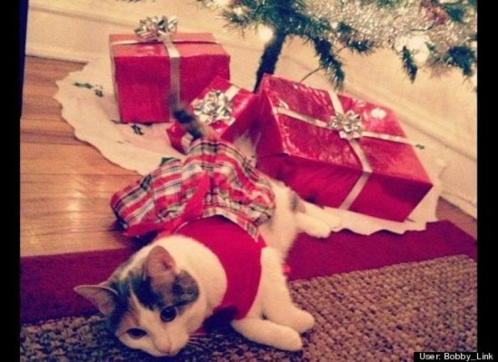 ¿Qué hacen un tigre o un león si les dejas una caja de cartón? El mejor vídeo de bichinos de la semana (VÍDEO)