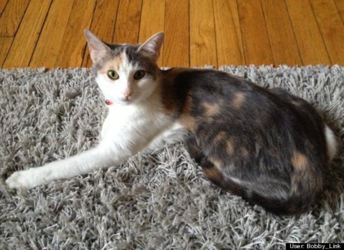 ¿Qué hacen un tigre o un león si les dejas una caja de cartón? El mejor vídeo de bichinos de la semana (VÍDEO)