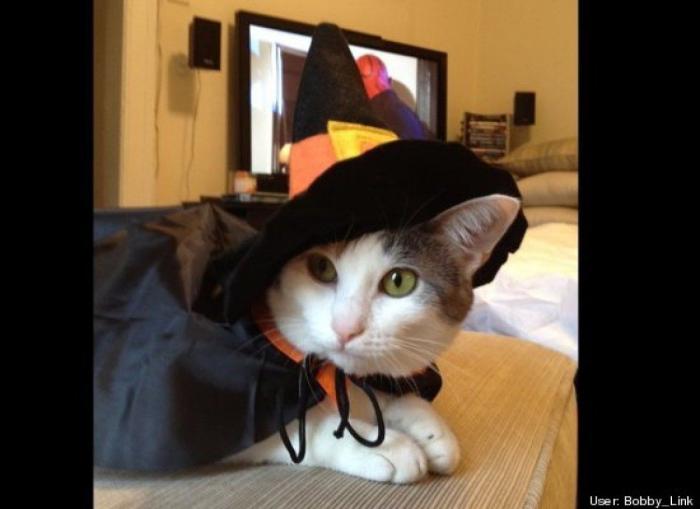 ¿Qué hacen un tigre o un león si les dejas una caja de cartón? El mejor vídeo de bichinos de la semana (VÍDEO)