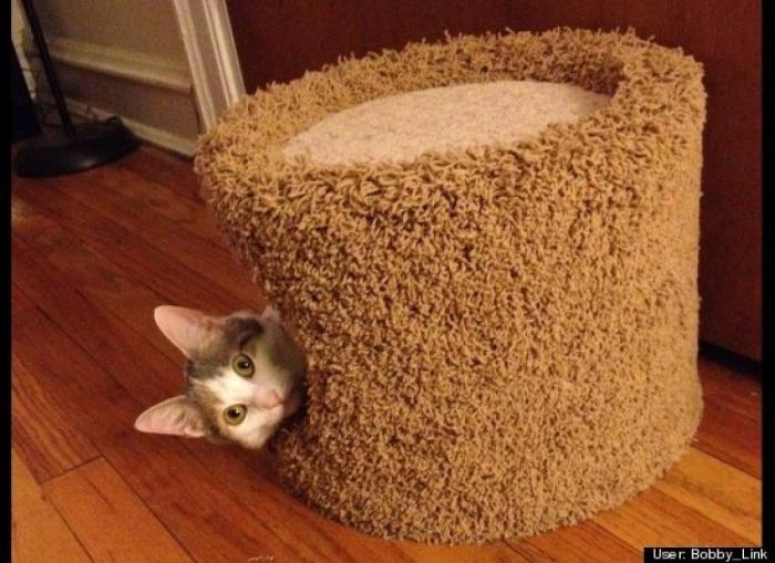 ¿Qué hacen un tigre o un león si les dejas una caja de cartón? El mejor vídeo de bichinos de la semana (VÍDEO)