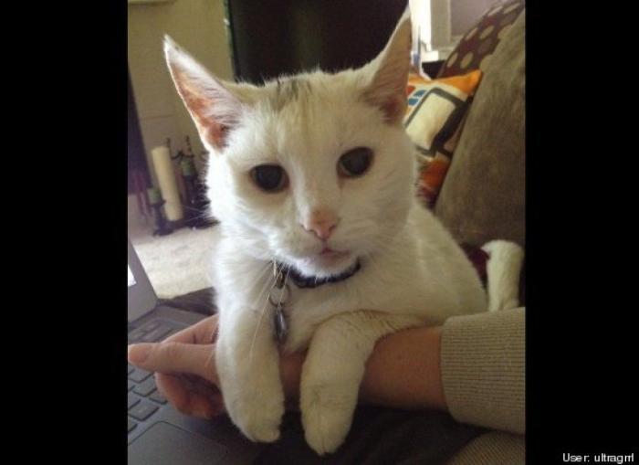 ¿Qué hacen un tigre o un león si les dejas una caja de cartón? El mejor vídeo de bichinos de la semana (VÍDEO)