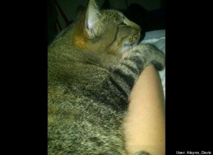 ¿Qué hacen un tigre o un león si les dejas una caja de cartón? El mejor vídeo de bichinos de la semana (VÍDEO)