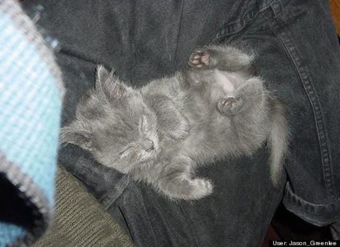 ¿Qué hacen un tigre o un león si les dejas una caja de cartón? El mejor vídeo de bichinos de la semana (VÍDEO)