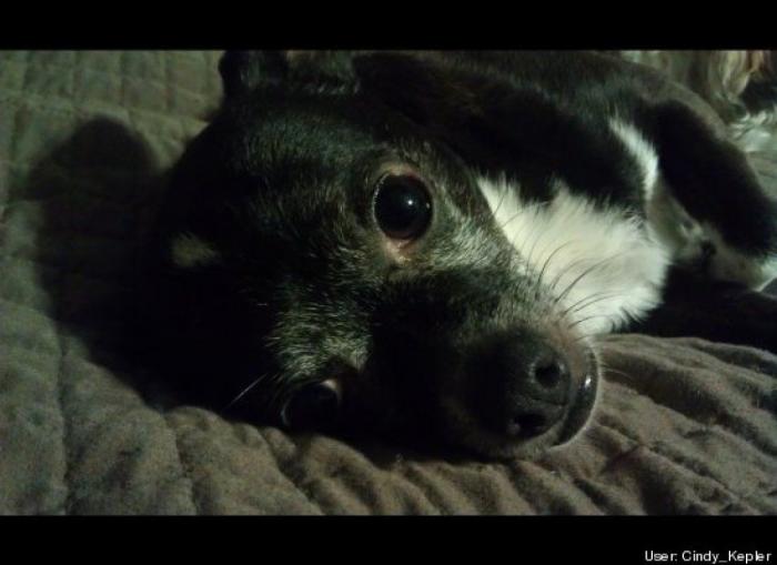 ¿Qué hacen un tigre o un león si les dejas una caja de cartón? El mejor vídeo de bichinos de la semana (VÍDEO)