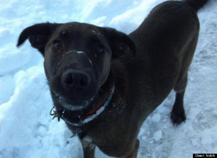 ¿Qué hacen un tigre o un león si les dejas una caja de cartón? El mejor vídeo de bichinos de la semana (VÍDEO)