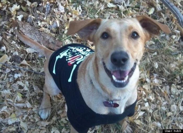 ¿Qué hacen un tigre o un león si les dejas una caja de cartón? El mejor vídeo de bichinos de la semana (VÍDEO)