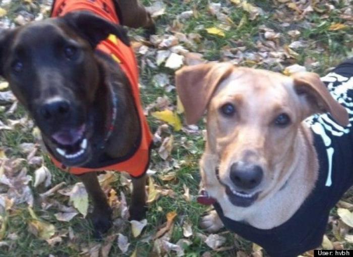 ¿Qué hacen un tigre o un león si les dejas una caja de cartón? El mejor vídeo de bichinos de la semana (VÍDEO)