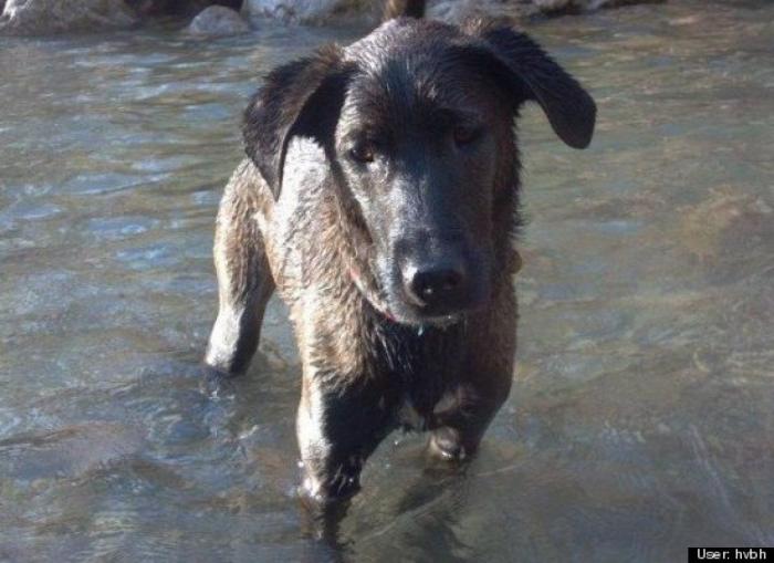¿Qué hacen un tigre o un león si les dejas una caja de cartón? El mejor vídeo de bichinos de la semana (VÍDEO)