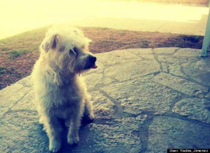 ¿Qué hacen un tigre o un león si les dejas una caja de cartón? El mejor vídeo de bichinos de la semana (VÍDEO)