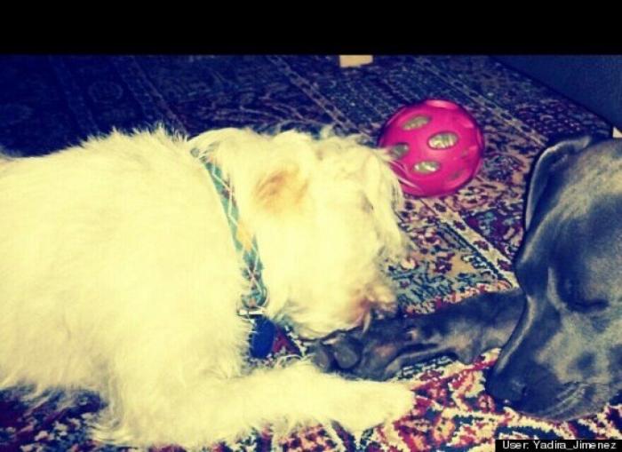 ¿Qué hacen un tigre o un león si les dejas una caja de cartón? El mejor vídeo de bichinos de la semana (VÍDEO)