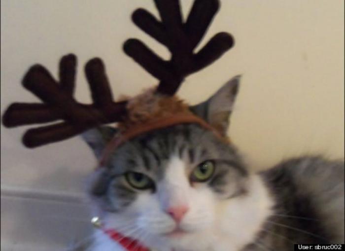 ¿Qué hacen un tigre o un león si les dejas una caja de cartón? El mejor vídeo de bichinos de la semana (VÍDEO)