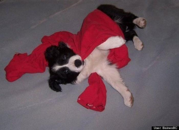 ¿Qué hacen un tigre o un león si les dejas una caja de cartón? El mejor vídeo de bichinos de la semana (VÍDEO)