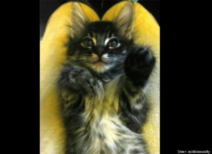 ¿Qué hacen un tigre o un león si les dejas una caja de cartón? El mejor vídeo de bichinos de la semana (VÍDEO)