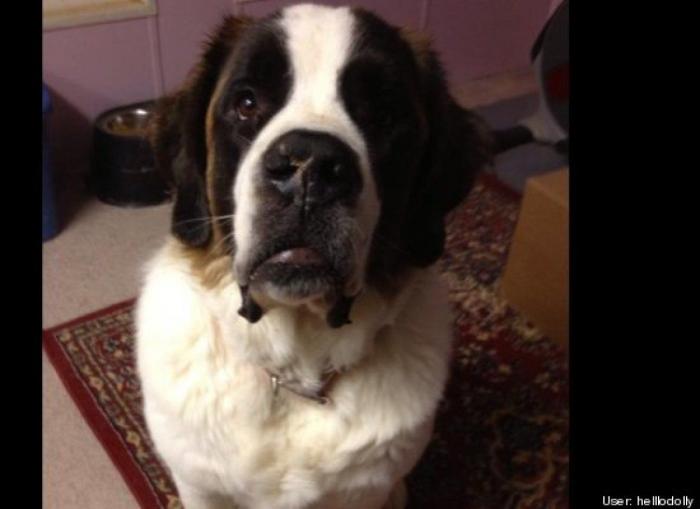 ¿Qué hacen un tigre o un león si les dejas una caja de cartón? El mejor vídeo de bichinos de la semana (VÍDEO)