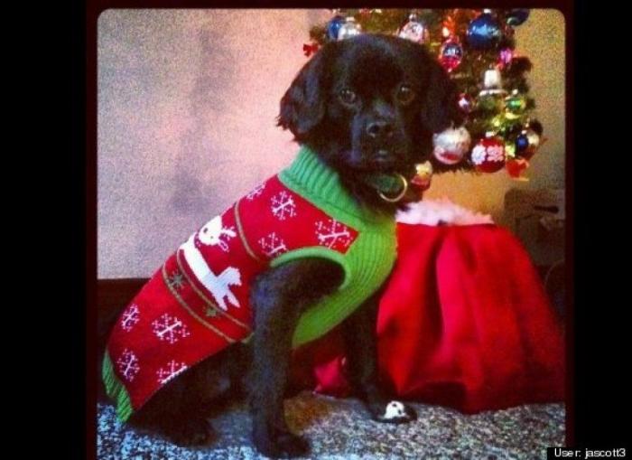 ¿Qué hacen un tigre o un león si les dejas una caja de cartón? El mejor vídeo de bichinos de la semana (VÍDEO)