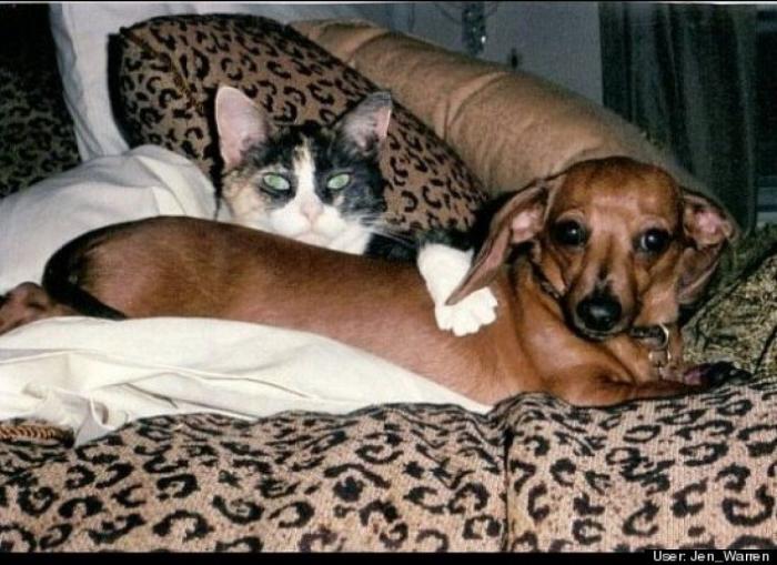 ¿Qué hacen un tigre o un león si les dejas una caja de cartón? El mejor vídeo de bichinos de la semana (VÍDEO)