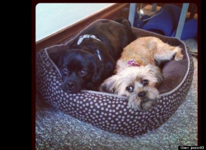 ¿Qué hacen un tigre o un león si les dejas una caja de cartón? El mejor vídeo de bichinos de la semana (VÍDEO)