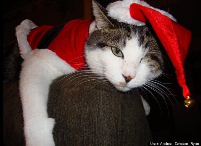 ¿Qué hacen un tigre o un león si les dejas una caja de cartón? El mejor vídeo de bichinos de la semana (VÍDEO)