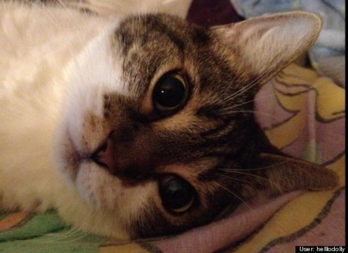 ¿Qué hacen un tigre o un león si les dejas una caja de cartón? El mejor vídeo de bichinos de la semana (VÍDEO)