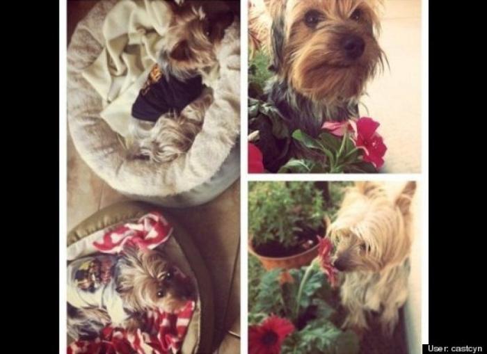 ¿Qué hacen un tigre o un león si les dejas una caja de cartón? El mejor vídeo de bichinos de la semana (VÍDEO)