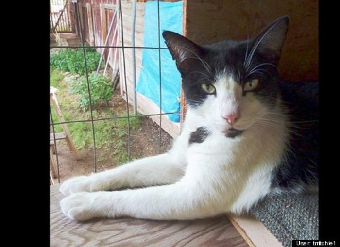 ¿Qué hacen un tigre o un león si les dejas una caja de cartón? El mejor vídeo de bichinos de la semana (VÍDEO)