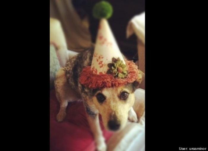 ¿Qué hacen un tigre o un león si les dejas una caja de cartón? El mejor vídeo de bichinos de la semana (VÍDEO)