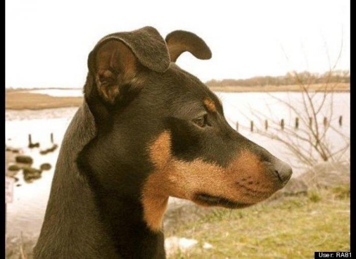 ¿Qué hacen un tigre o un león si les dejas una caja de cartón? El mejor vídeo de bichinos de la semana (VÍDEO)
