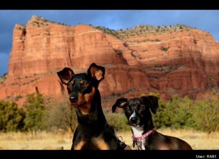 ¿Qué hacen un tigre o un león si les dejas una caja de cartón? El mejor vídeo de bichinos de la semana (VÍDEO)
