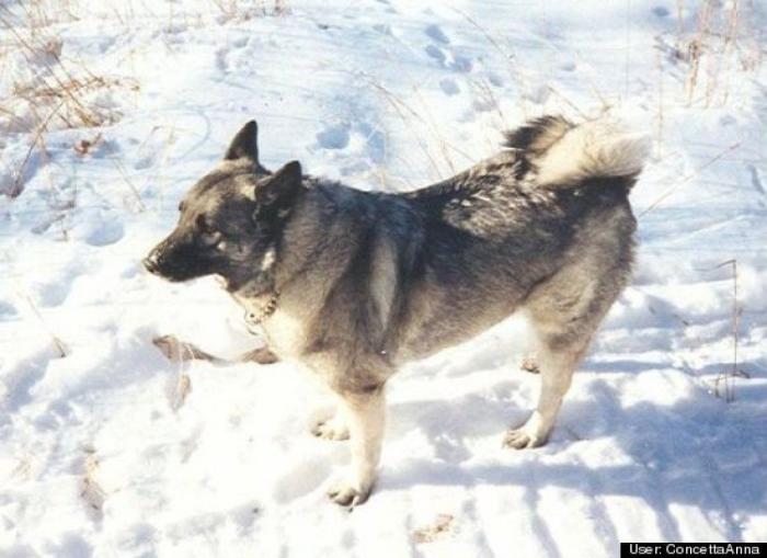 ¿Qué hacen un tigre o un león si les dejas una caja de cartón? El mejor vídeo de bichinos de la semana (VÍDEO)