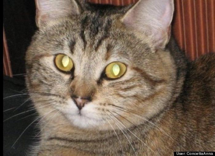 ¿Qué hacen un tigre o un león si les dejas una caja de cartón? El mejor vídeo de bichinos de la semana (VÍDEO)