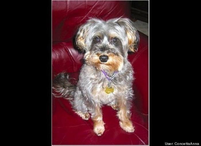 ¿Qué hacen un tigre o un león si les dejas una caja de cartón? El mejor vídeo de bichinos de la semana (VÍDEO)