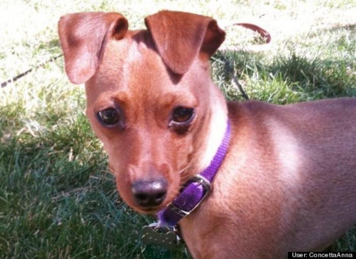 ¿Qué hacen un tigre o un león si les dejas una caja de cartón? El mejor vídeo de bichinos de la semana (VÍDEO)