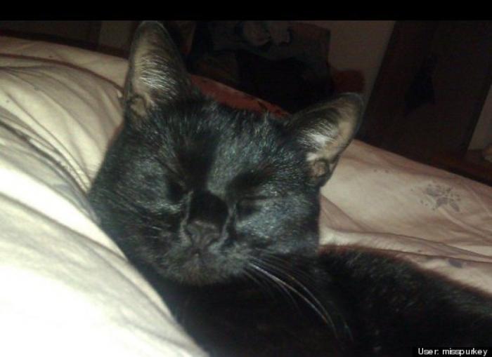 ¿Qué hacen un tigre o un león si les dejas una caja de cartón? El mejor vídeo de bichinos de la semana (VÍDEO)