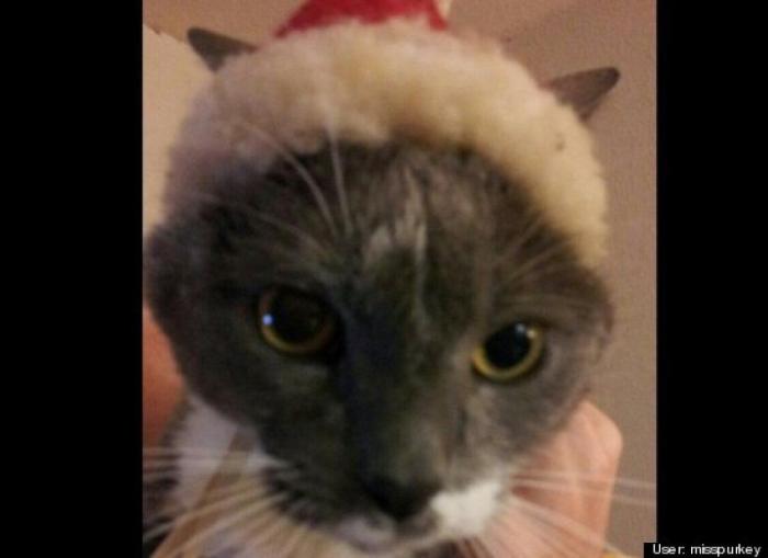 ¿Qué hacen un tigre o un león si les dejas una caja de cartón? El mejor vídeo de bichinos de la semana (VÍDEO)