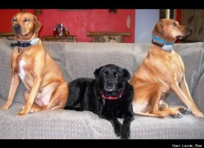 ¿Qué hacen un tigre o un león si les dejas una caja de cartón? El mejor vídeo de bichinos de la semana (VÍDEO)