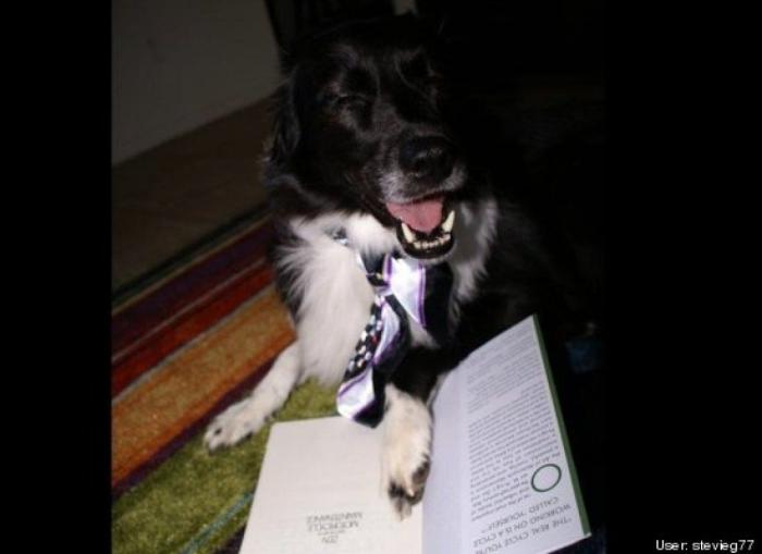 ¿Qué hacen un tigre o un león si les dejas una caja de cartón? El mejor vídeo de bichinos de la semana (VÍDEO)