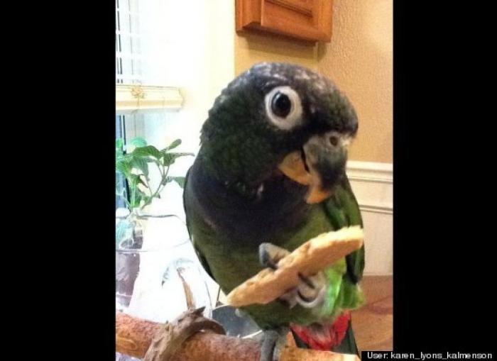 ¿Qué hacen un tigre o un león si les dejas una caja de cartón? El mejor vídeo de bichinos de la semana (VÍDEO)