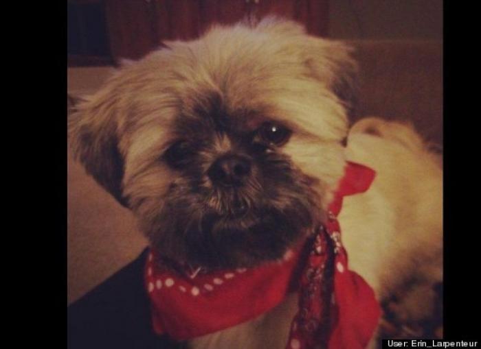 ¿Qué hacen un tigre o un león si les dejas una caja de cartón? El mejor vídeo de bichinos de la semana (VÍDEO)