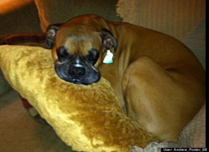 ¿Qué hacen un tigre o un león si les dejas una caja de cartón? El mejor vídeo de bichinos de la semana (VÍDEO)