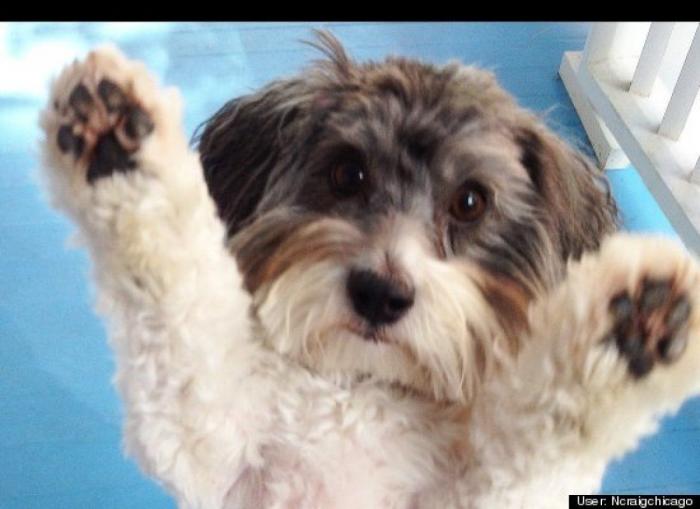 ¿Qué hacen un tigre o un león si les dejas una caja de cartón? El mejor vídeo de bichinos de la semana (VÍDEO)