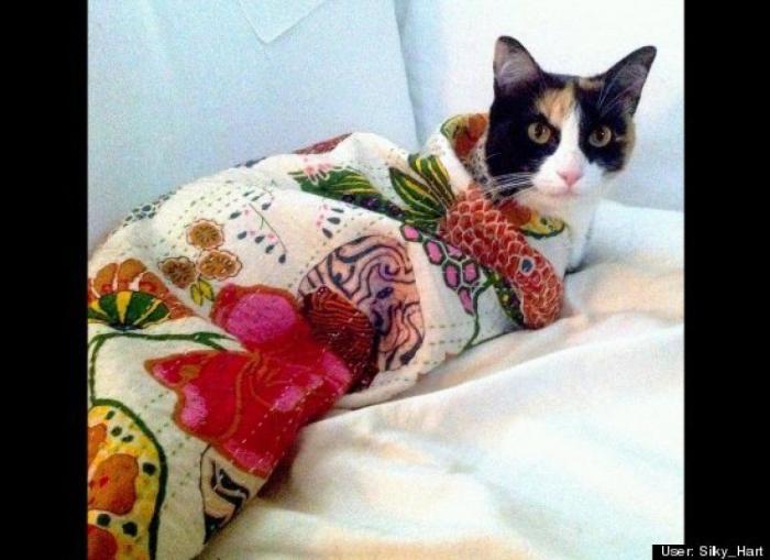 ¿Qué hacen un tigre o un león si les dejas una caja de cartón? El mejor vídeo de bichinos de la semana (VÍDEO)