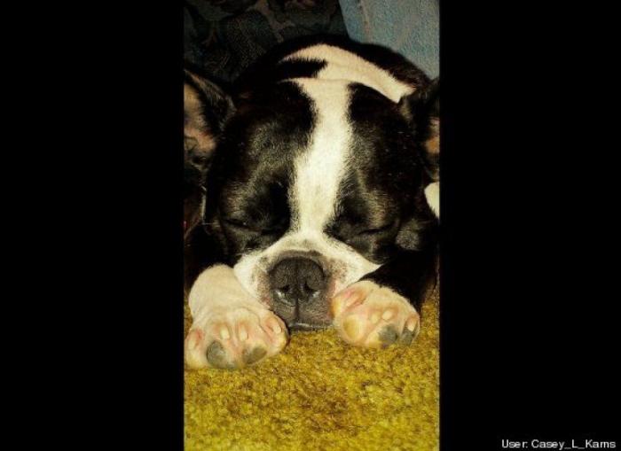 ¿Qué hacen un tigre o un león si les dejas una caja de cartón? El mejor vídeo de bichinos de la semana (VÍDEO)