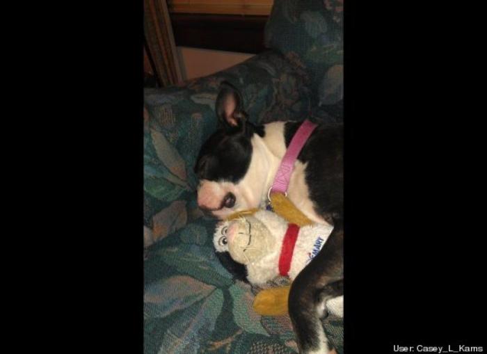 ¿Qué hacen un tigre o un león si les dejas una caja de cartón? El mejor vídeo de bichinos de la semana (VÍDEO)