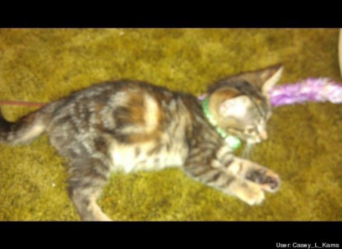 ¿Qué hacen un tigre o un león si les dejas una caja de cartón? El mejor vídeo de bichinos de la semana (VÍDEO)